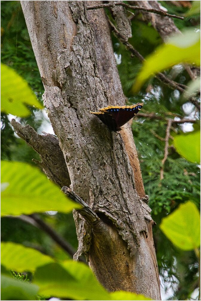 Mourning Cloak